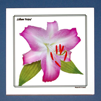 tile DS-100 Lilium Enjoy.jpg